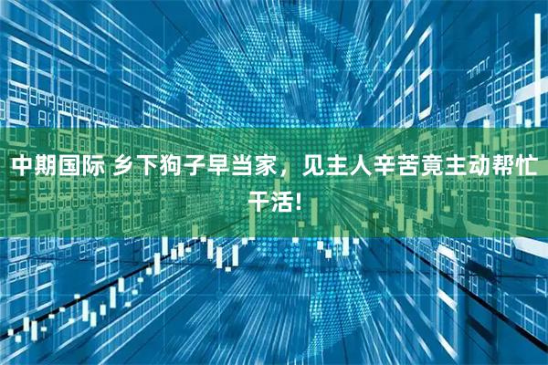 中期国际 乡下狗子早当家，见主人辛苦竟主动帮忙干活!